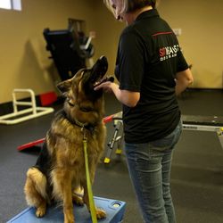Sit Means Sit - Reactive Dog Training