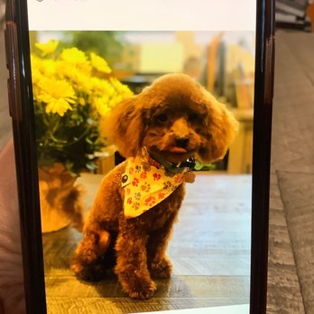 TLC Mobile Grooming - Pet Groomers Near Me TLC Mobile Grooming - Pet Groomers Near Me