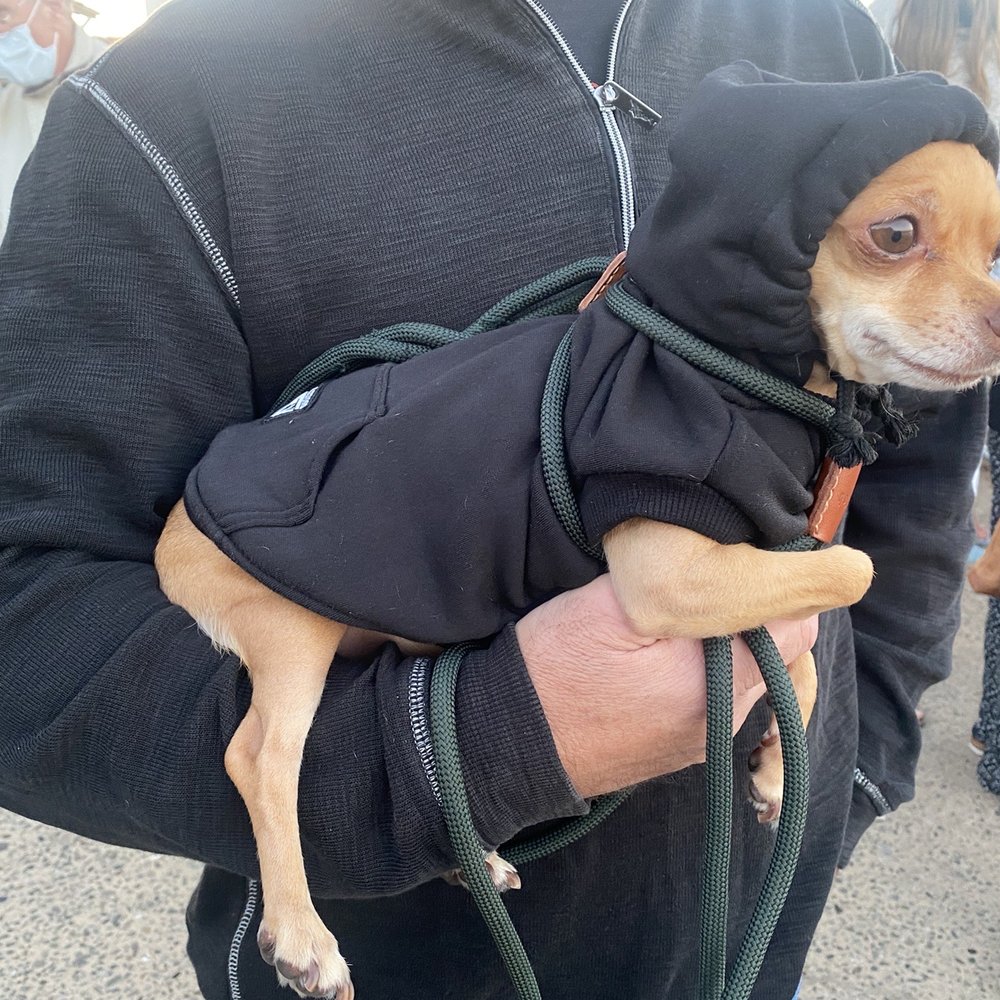 Mr.Potts hoodie sweatshirt with a drawstring tie so it stays on him head! Mr.Potts hoodie sweatshirt with a drawstring tie so it stays on him head!
