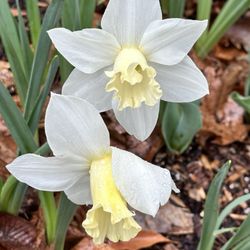 Frelinghuysen Arboretum