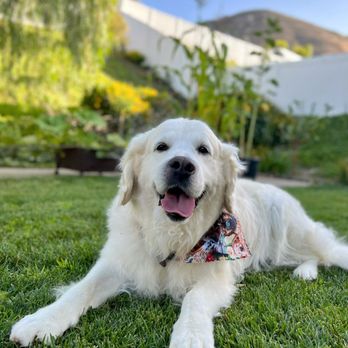 Nikki's Pet Spa - Pet Groomers Near Me - Norco, California