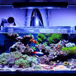 Homegrown Aquascapes