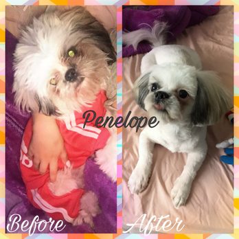 The Spaw - Pet Groomers Near Me - Tustin, California