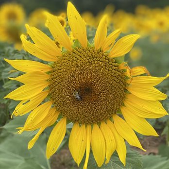 Messick's Farm Market - a bee on a sunflower - Farmers Market Near Me - Bealeton, Virginia