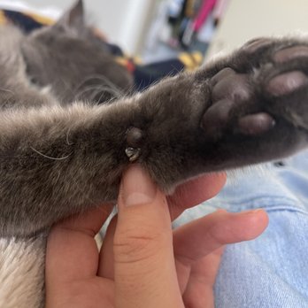 California Grooming - Pet Groomers Near Me - Culver City, California