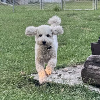 Love For Your Pup - Photos will be provided each stay using a shareable link. - Pet Boarding Near Me - Cedar Rapids, Iowa Love For Your Pup - Photos will be provided each stay using a shareable link. - Pet Boarding Near Me - Cedar Rapids, Iowa