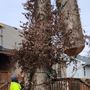 Photo of Monster Tree Service of Lee’s Summit