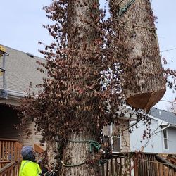 Monster Tree Service of Lee’s Summit