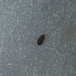 I found a fcking roach in my food! I found a fcking roach in my food!