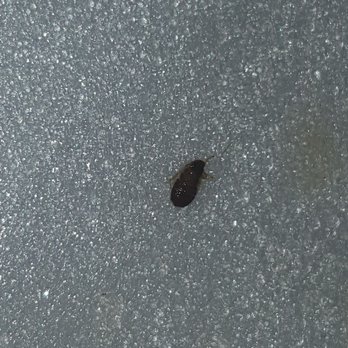 China A Go Go - I found a fcking roach in my food! - Chinese Near Me - Las Vegas, Nevada China A Go Go - I found a fcking roach in my food! - Chinese Near Me - Las Vegas, Nevada