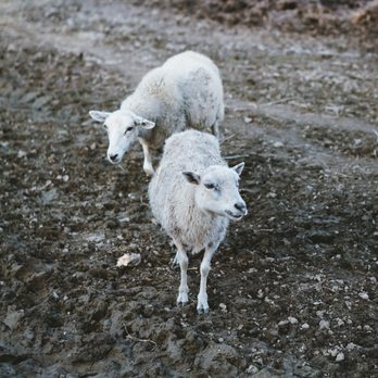 Lucky Ladd Farms - Some sweet animals. - Zoos Near Me - Eagleville, Tennessee