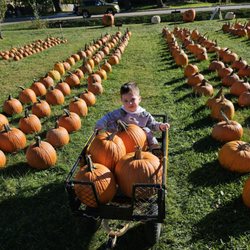 Baba Mary's Fall Harvest Sale - Grandson with our picks!