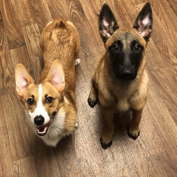 Petco - Fur babies - Pet Stores Near Me - San Diego, California Petco - Fur babies - Pet Stores Near Me - San Diego, California