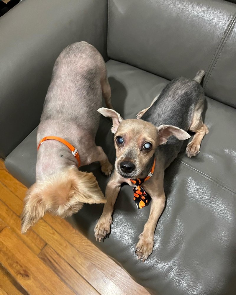 MR PAW Updated September 2024 21 Photos & 24 Reviews 8633