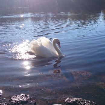 Mugdock Country Park - Swan - Parks Near Me - Milngavie, EDU