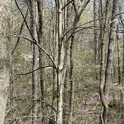 Scales Lake Park - You can see the trees starting to blossom.