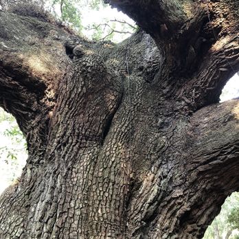 Angel Oak - Parks Near Me - Johns Island, South Carolina