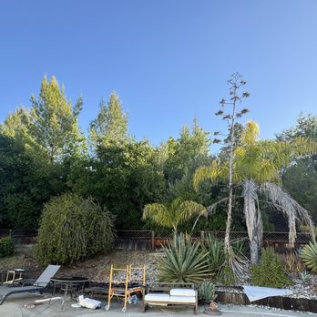 Madriz Tree Service - Before the vegetation cleanup - everything behind the small fence - Tree Services Near Me - Richmond, California