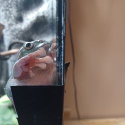 The Reptile Discovery Center