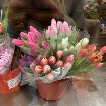 Gillespie Florists & Flower Delivery - Tulips $10 - Florists Near Me - Indianapolis, Indiana Gillespie Florists & Flower Delivery - Tulips $10 - Florists Near Me - Indianapolis, Indiana