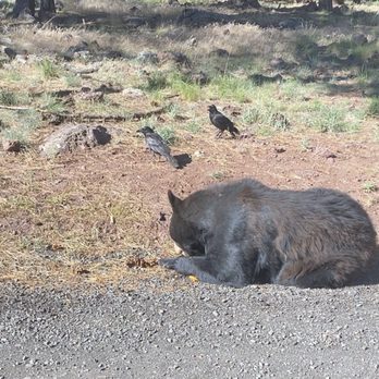 Bearizona - Bear eating some type of fruit early morning - Zoos Near Me - Williams, Arizona