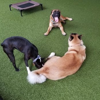Paws Pet N' Play - Pet Boarding Near Me - Daly City, California Paws Pet N' Play - Pet Boarding Near Me - Daly City, California
