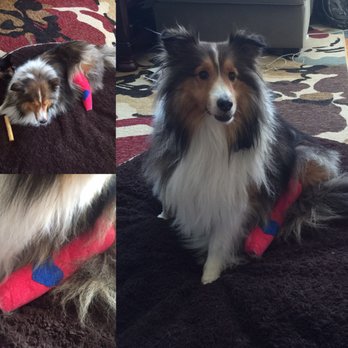 Divine's Pet Care - Pictures of my dogs injury she sustained while in the care of Divine's. - Pet Groomers Near Me - Dulles, Virginia Divine's Pet Care - Pictures of my dogs injury she sustained while in the care of Divine's. - Pet Groomers Near Me - Dulles, Virginia