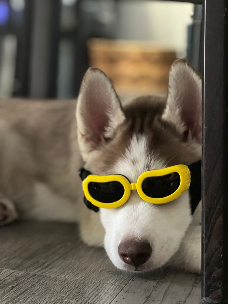 PUPPY CUT’S DFW Updated October 2024 Request an Appointment 24