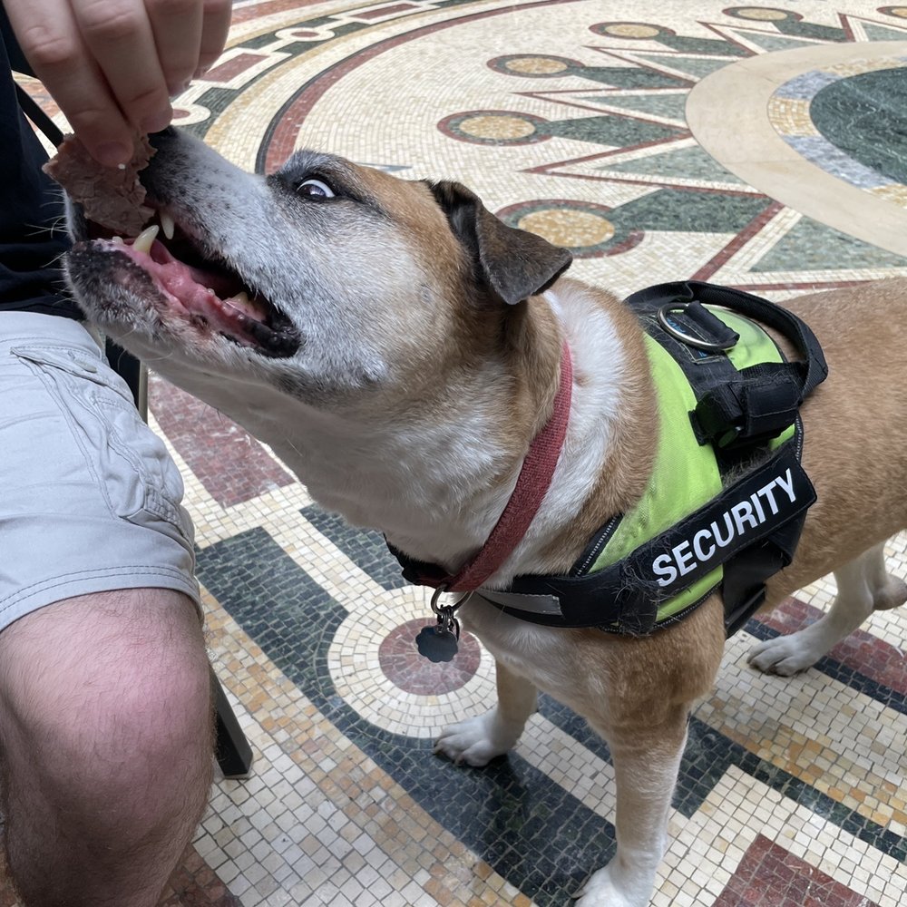 Security dog got lots of roast beef (with owner's permission).
