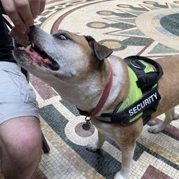 Security dog got lots of roast beef (with owner's permission). Security dog got lots of roast beef (with owner's permission).