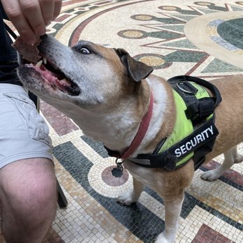 Ellicott Square Building - Security dog got lots of roast beef (with owner's permission). - Shopping Centers Near Me - Buffalo, New York