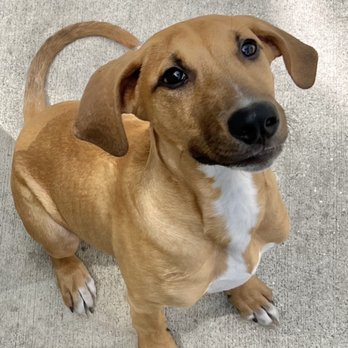Ridgeside K9 - Carolina - Pet Training Near Me - Jacksonville, North Carolina Ridgeside K9 - Carolina - Pet Training Near Me - Jacksonville, North Carolina