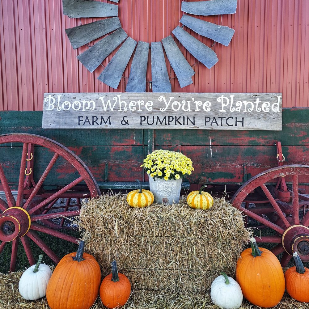 Bloom Where You're Planted Pumpkin Patch - Pumpkin Patches Near Me - Avoca, Nebraska