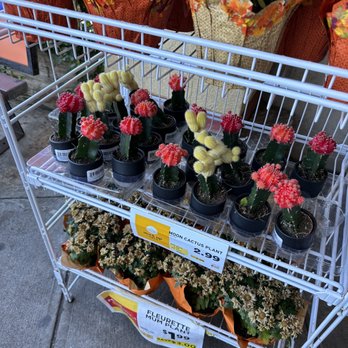 ShopRite of Paramus - a variety of cacti - Grocery Near Me - Paramus, New Jersey ShopRite of Paramus - a variety of cacti - Grocery Near Me - Paramus, New Jersey