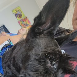 Natalie’s Pet Grooming and Boarding - Took my dog to get a haircut and this is what his eye looked like when I picked him up. After  a $130 vet bill, they claim they aren't respo