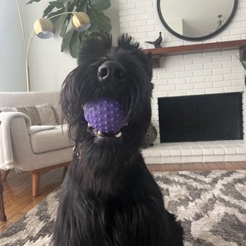 Bad to the Bone Board and Train - Pet Training Near Me