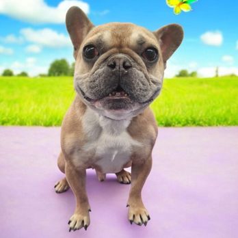 Bubbles & Bows Mobile Dog Grooming - Pet Groomers Near Me Bubbles & Bows Mobile Dog Grooming - Pet Groomers Near Me