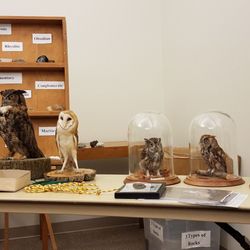 Shawnee State Park - At the H&I center for the owl and hawks program