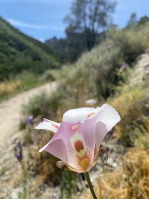 Photo of Pinnacles National Park - Paicines, CA, US. Condor Gulch Trail