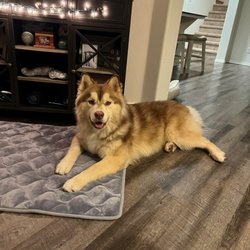 Happy Dog Basic Obedience - Yeti "Mister Spaghetti"