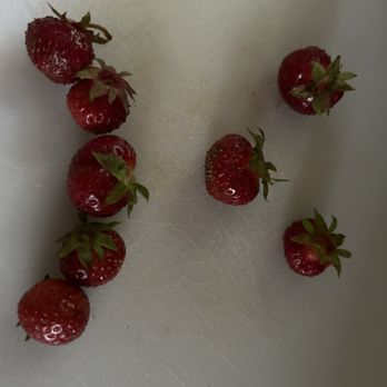 Lyman Orchards - Tiny strawberries - Pick Your Own Farms Near Me - Middlefield, Connecticut Lyman Orchards - Tiny strawberries - Pick Your Own Farms Near Me - Middlefield, Connecticut