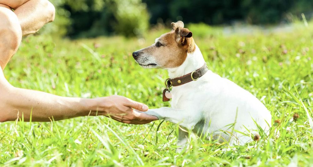 THE CRITTER SITTERS 12527 Drayton Dr, Spring Hill, Florida Pet