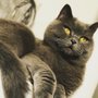 Photo of Pritty Pawz Pet Sitting