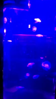 National SEA LIFE Centre Birmingham by null