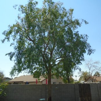 Chips Tree & Landscape - Tree Services Near Me - Glendale, Arizona