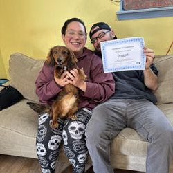 Nugget a Dachshund graduating from board and train