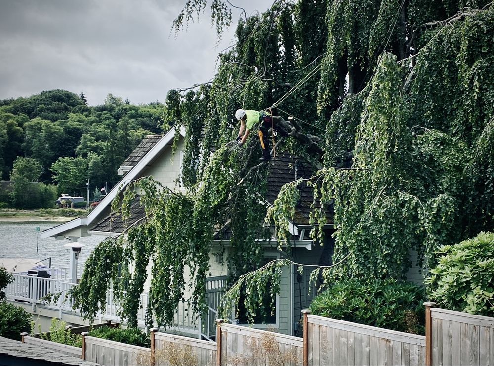 Northern Craft Tree Solutions - tree service in Graham, WA