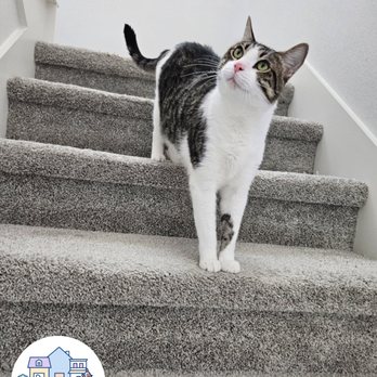 Meow Town - Pet Boarding Near Me - Austin, Texas