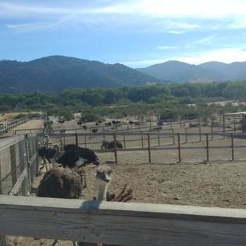 Ostrichland USA - It's beautiful out there. - Attraction Farms Near Me - Solvang, California Ostrichland USA - It's beautiful out there. - Attraction Farms Near Me - Solvang, California