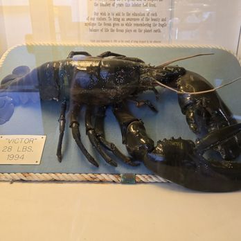 Seaside Aquarium - Aquariums Near Me - Seaside, Oregon